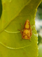 Rhytidodus decimusquartus