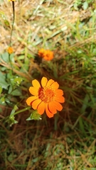 Comaclinium montanum