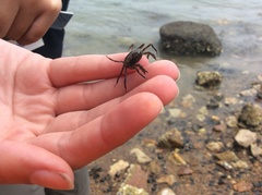 Halicarcinus