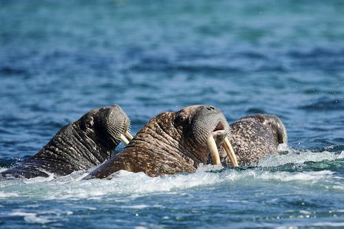 Pacific walrus