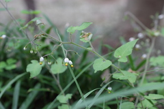 Solanum lyratum