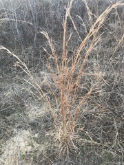 Andropogon virginicus virginicus