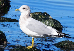 Short-Billed Gull photo 2