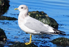 Short-billed Gull - Photo (c) Wendy Feltham, some rights reserved (CC BY-NC), uploaded by Wendy Feltham