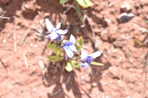 Image of Gentianopsis barbellata by (c) John Powers, some rights reserved (CC BY)
