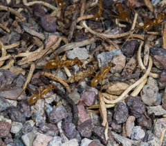 Myrmecocystus mexicanus