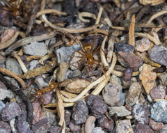 Myrmecocystus mexicanus