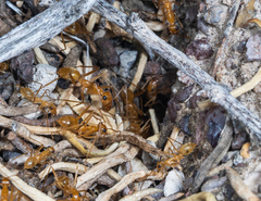 Myrmecocystus mexicanus