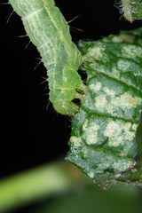 Plusiinae