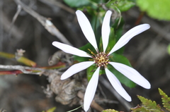 Mutisia