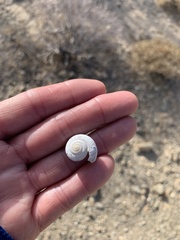 Cahuillus indioensis