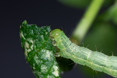 Plusiinae