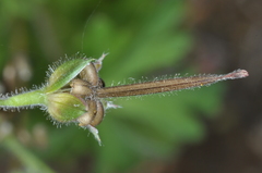 Geranium magellanicum