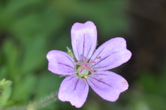 Geranium magellanicum