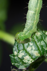 Plusiinae