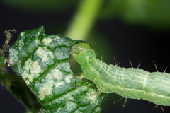 Plusiinae