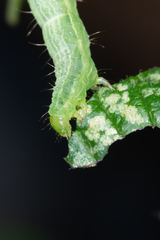 Plusiinae