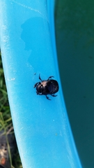 Phanaeus triangularis