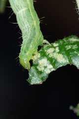 Plusiinae