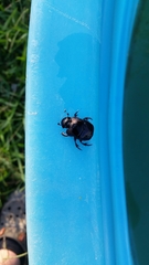 Phanaeus triangularis