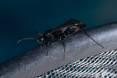 Chalybion femoratum