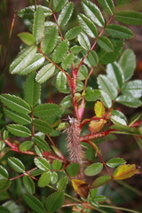 Rosa nitida