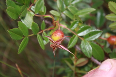 Rosa nitida
