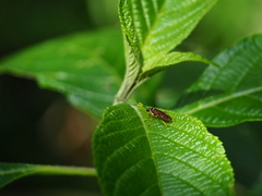 Stromboceridea culta