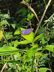 Paches loxus gloriosus