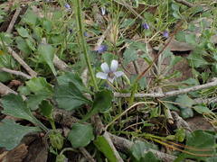 Viola sieberiana