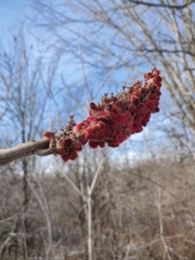 Rhus typhina