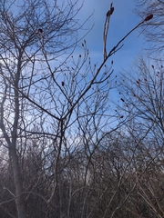 Rhus typhina