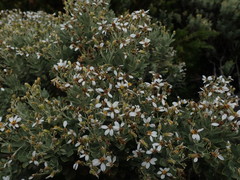 Olearia moschata