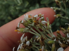 Olearia moschata