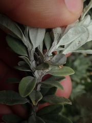 Olearia moschata