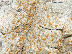 Brigantiaea leucoxantha