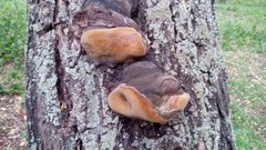 Phellinus igniarius trivialis
