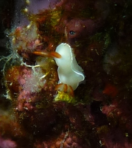 Chromodorididae