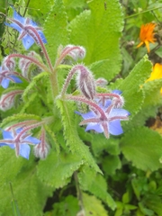 Borago