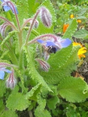 Borago