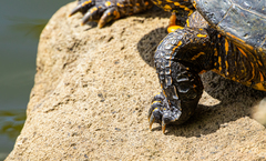 Trachemys callirostris callirostris