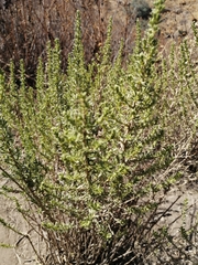 Angiospermae