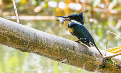 Chloroceryle americana