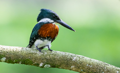 Chloroceryle americana