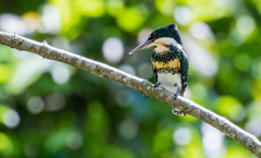 Chloroceryle americana