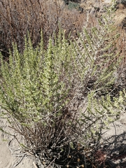 Angiospermae