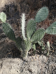 Opuntia