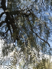 Schinus molle
