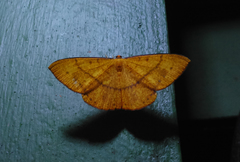 Eumelea rosalia