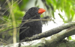 Saltator fuliginosus